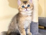 Fox Erkek British Shorthair Golden
