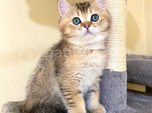 Fox Erkek British Shorthair Golden