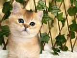 Fernando Erkek British Shorthair