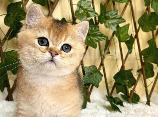 Fernando Erkek British Shorthair
