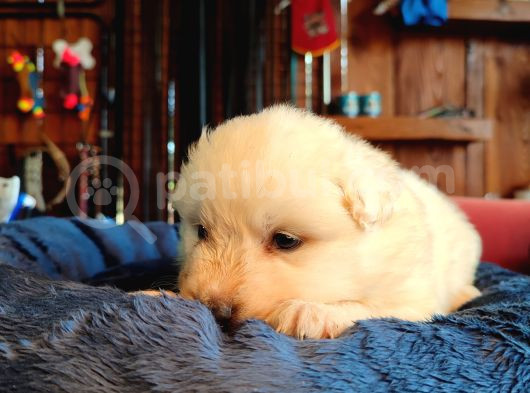 Bembeyaz Güzellik Safkan Samoyed Yavrusu görsel