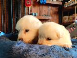 Bembeyaz Güzellik Safkan Samoyed Yavrusu