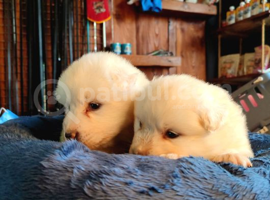 Bembeyaz Güzellik Safkan Samoyed Yavrusu görsel