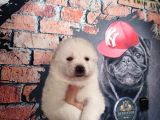 Bembeyaz Güzellik Safkan Samoyed Yavrusu