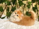 Belinda Dişi British Longhair By12