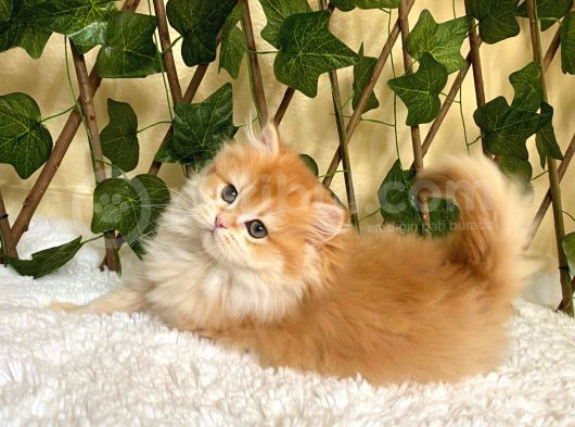 Belinda Dişi British Longhair By12 görsel