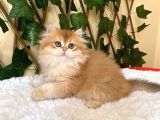 Barbie Dişi British Longhair Ny11-12
