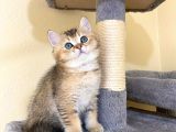 Fox Erkek British Shorthair Golden