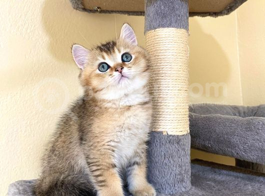 Fox Erkek British Shorthair Golden görsel