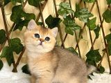 Fernando Erkek British Shorthair