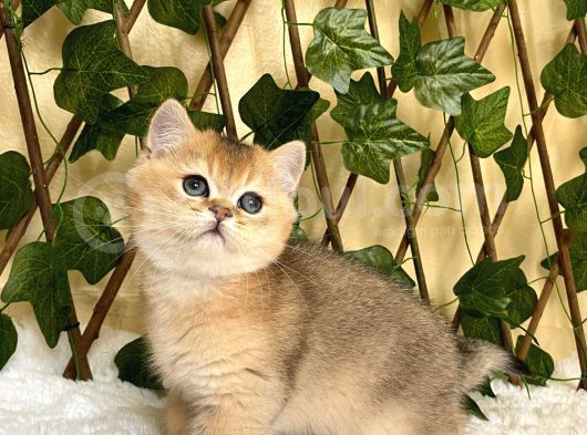 Fernando Erkek British Shorthair görsel