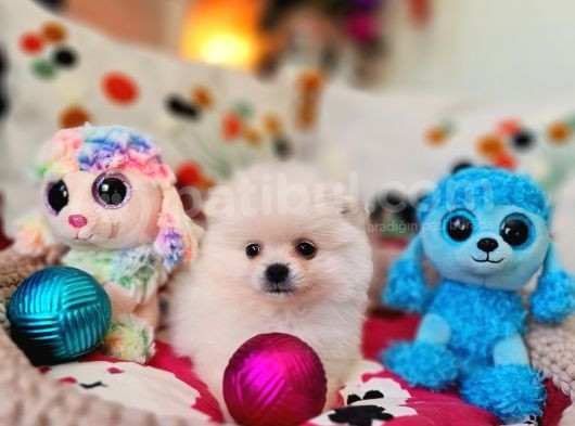 Şecereli Teacup Pomeranian Yavrularımız görsel