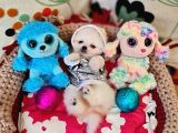Şecereli Teacup Pomeranian Yavrularımız