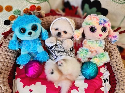 Şecereli Teacup Pomeranian Yavrularımız görsel