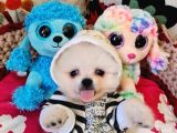 Şecereli Teacup Pomeranian Yavrularımız