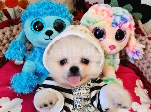 Şecereli Teacup Pomeranian Yavrularımız