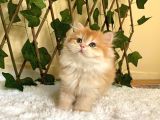 Belinda Dişi British Longhair By12