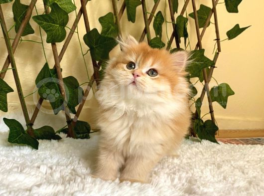 Belinda Dişi British Longhair By12 görsel