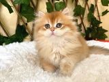 Barbie Dişi British Longhair Ny11-12