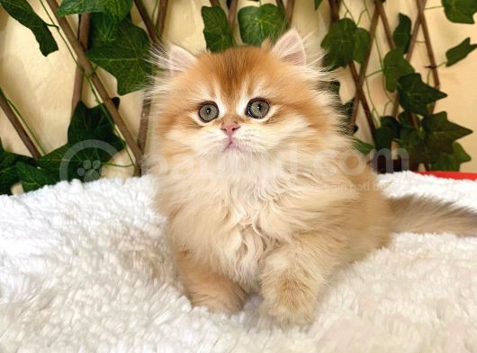 Barbie Dişi British Longhair Ny11-12 görsel