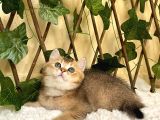 Fox Erkek British Shorthair Golden