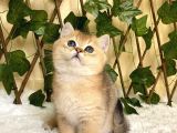 Fernando Erkek British Shorthair