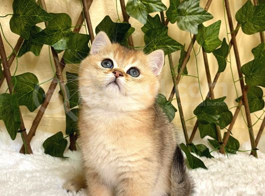 Fernando Erkek British Shorthair görsel