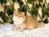 Belinda Dişi British Longhair By12