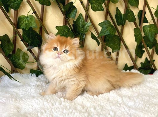 Belinda Dişi British Longhair By12 görsel