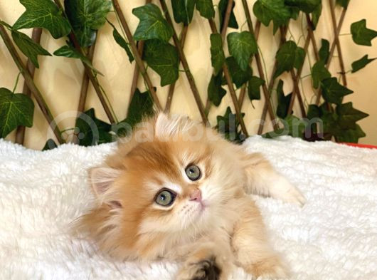 Barbie Dişi British Longhair Ny11-12 görsel