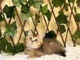 Fox Erkek British Shorthair Golden