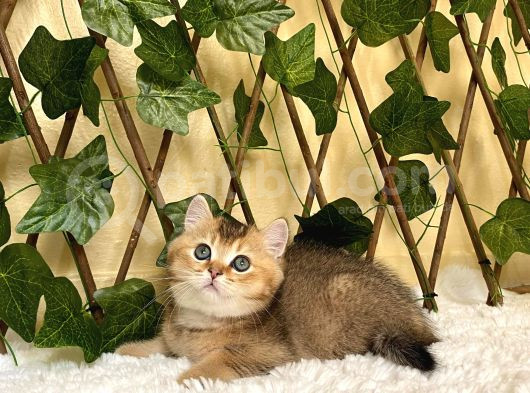 Fox Erkek British Shorthair Golden görsel