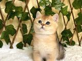 Fernando Erkek British Shorthair