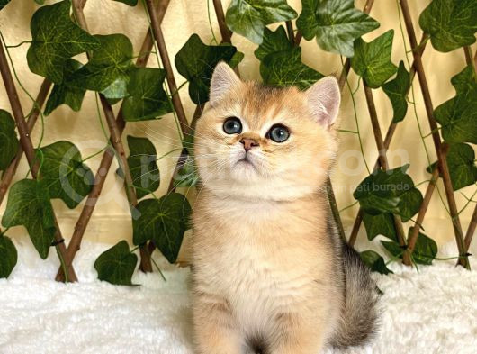 Fernando Erkek British Shorthair görsel