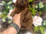 Redbrown Kilo Irk Sağlık Garantili Kore Poodle Bebekler