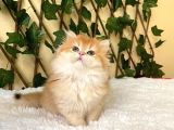 Belinda Dişi British Longhair By12