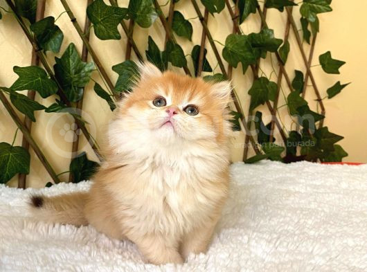 Belinda Dişi British Longhair By12 görsel