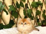 Barbie Dişi British Longhair Ny11-12