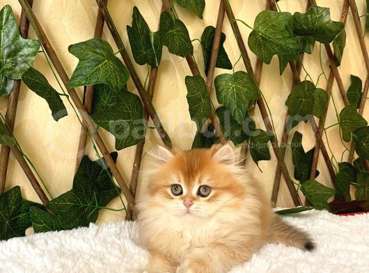 Barbie Dişi British Longhair Ny11-12 görsel