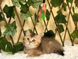 Fox Erkek British Shorthair Golden