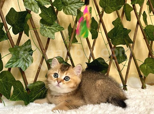 Fox Erkek British Shorthair Golden görsel