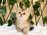 Fernando Erkek British Shorthair