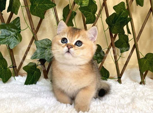 Fernando Erkek British Shorthair görsel
