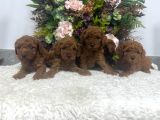 Redbrown Kilo Irk Sağlık Garantili Kore Poodle Bebekler
