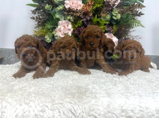 Redbrown Kilo Irk Sağlık Garantili Kore Poodle Bebekler görsel