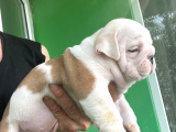 Üst Düzey İngi̇li̇z Buldog Yavrular