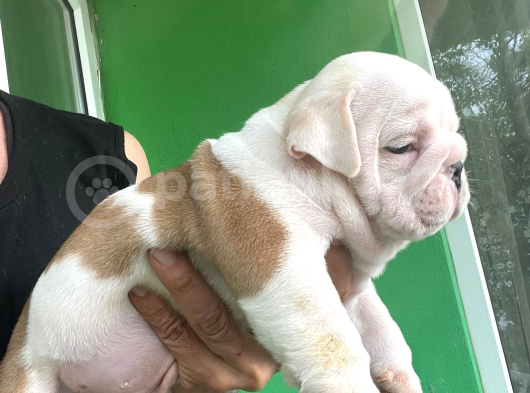 Üst Düzey İngi̇li̇z Buldog Yavrular görsel