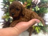 Redbrown Kilo ırk sağlık garantili Kore poodle bebekler