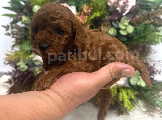 Redbrown Kilo Irk Sağlık Garantili Kore Poodle Bebekler