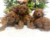 Redbrown Kilo Irk Sağlık Garantili Kore Poodle Bebekler